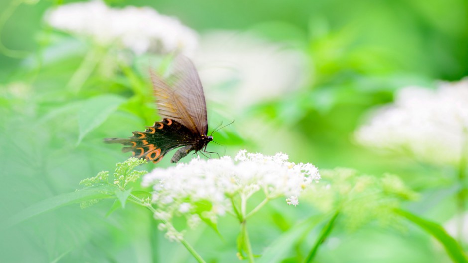 点击大图看下一张：精美彩色蝴蝶高清图片欣赏