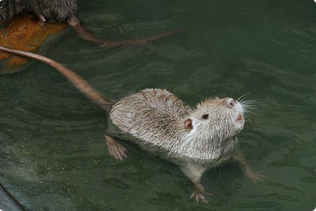 点击大图看下一张：会游泳的小海狸鼠图片