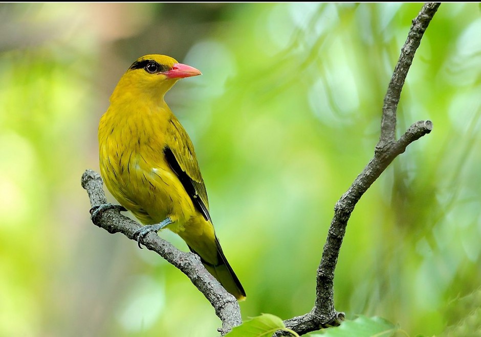 点击大图看下一张：机灵优雅的金黄鹂鸟图片