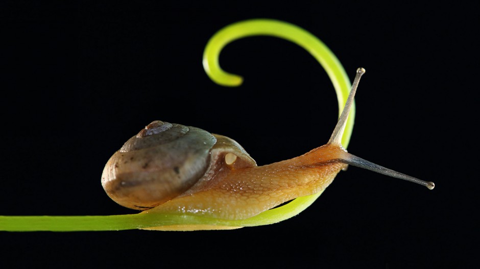 点击大图看下一张：可爱的蜗牛高清微距摄影图片