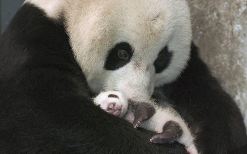 点击大图看下一张：唯美可爱的熊猫高清图片