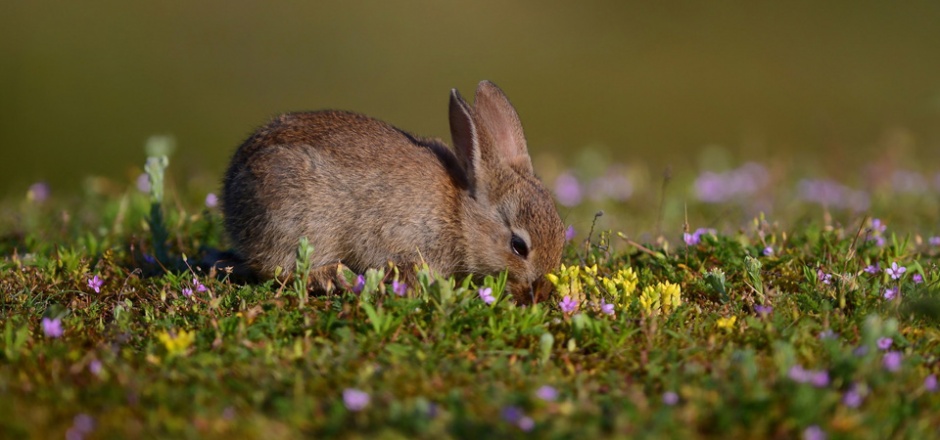 点击大图看下一张：草地上灰色的小兔子高清图片