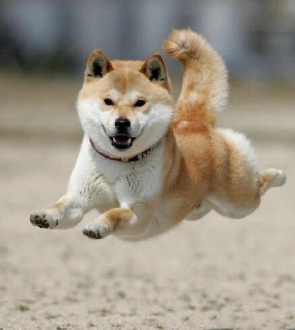 点击大图看下一张：飞起来的小型秋田犬图片