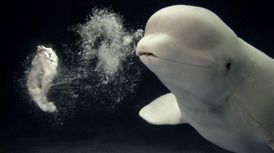 点击大图看下一张：白鲸鱼吐泡泡图片可爱顽皮