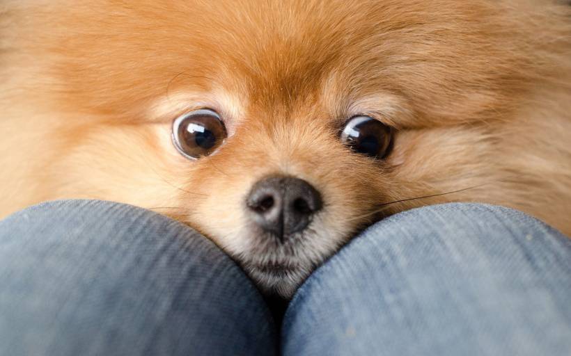 点击大图看下一张：超级可爱小动物博美犬