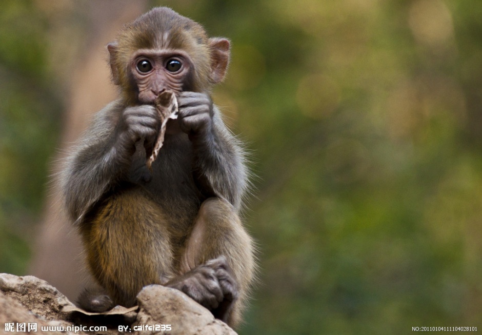点击大图看下一张：可爱萌猴子山林摄影图片
