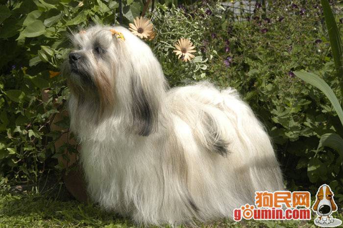 点击大图看下一张：拉萨犬图片可爱造型迷人优雅