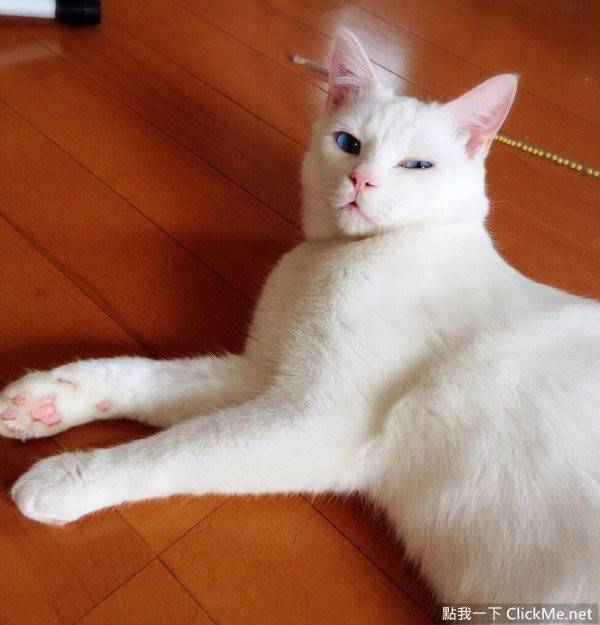 点击大图看下一张：蓝眼白猫躺在地上的图片