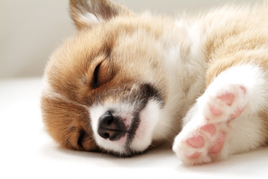 点击大图看下一张：威尔士柯基犬懒洋洋睡觉图片