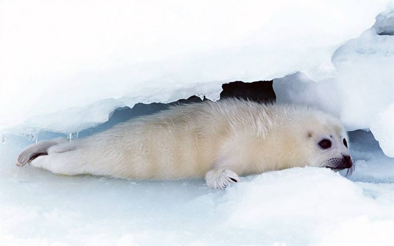 点击大图看下一张：极地野生海狮海豹动物图片