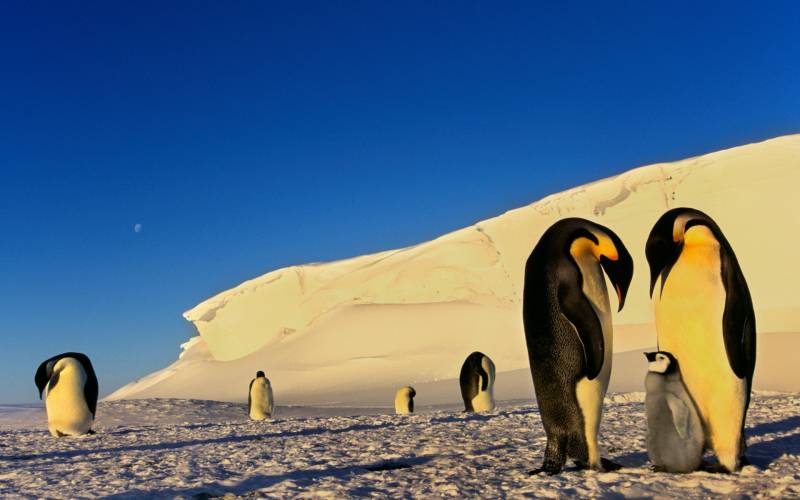 点击大图看下一张：一摇一摆可爱的企鹅图片