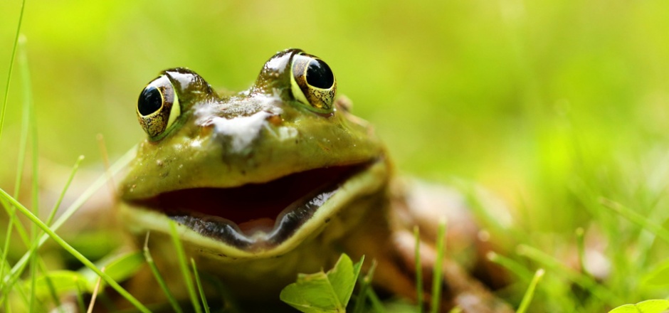 点击大图看下一张：绿色的青蛙高清摄影图片