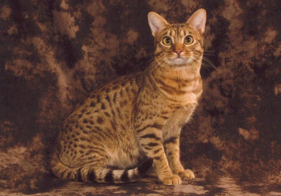 点击大图看下一张：文静优雅的埃及猫图片