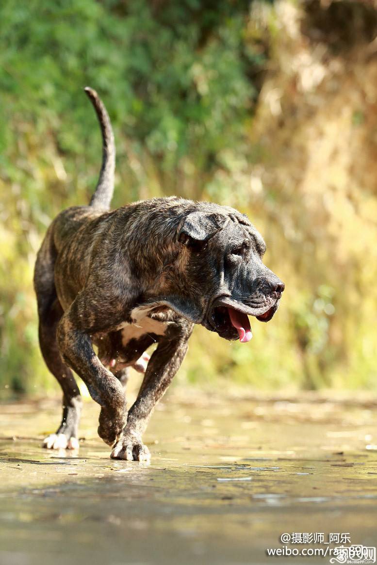 点击大图看下一张：西班牙加纳利犬凶猛动物高清壁纸