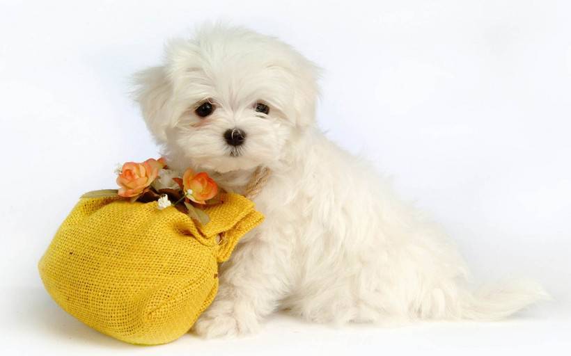 点击大图看下一张：可爱调皮的玩具贵宾犬图片