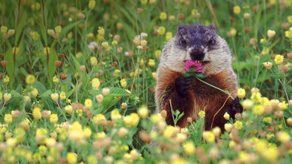点击大图看下一张：吃花的宠物土拨鼠图片