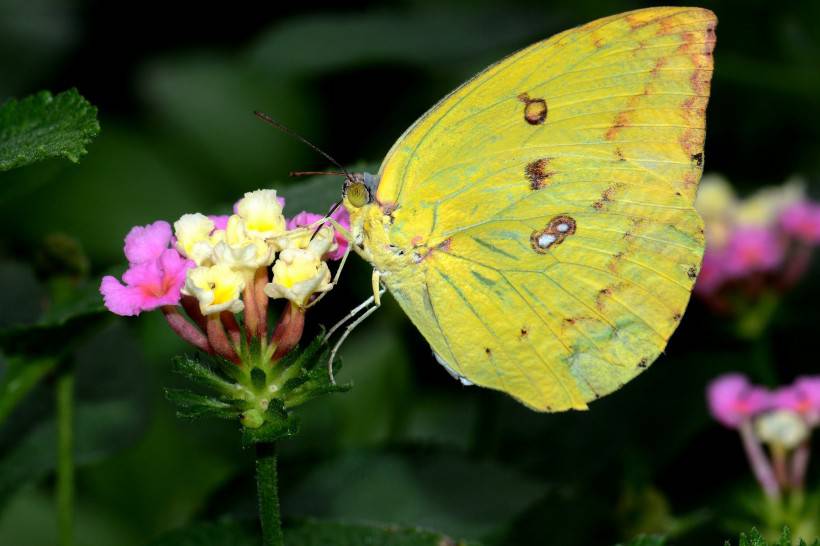 点击大图看下一张：色彩斑斓的蝴蝶图片素材