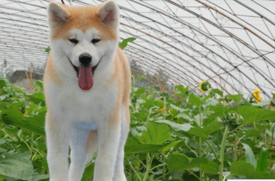 点击大图看下一张：纯种秋田犬花园卖萌图片