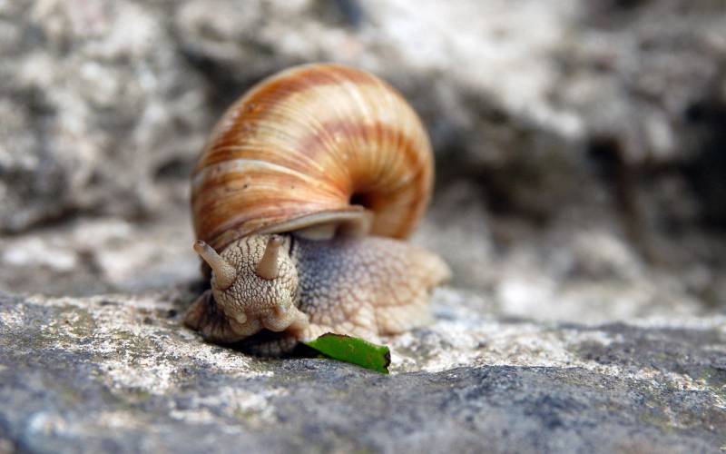点击大图看下一张：可爱清新的蜗牛图片