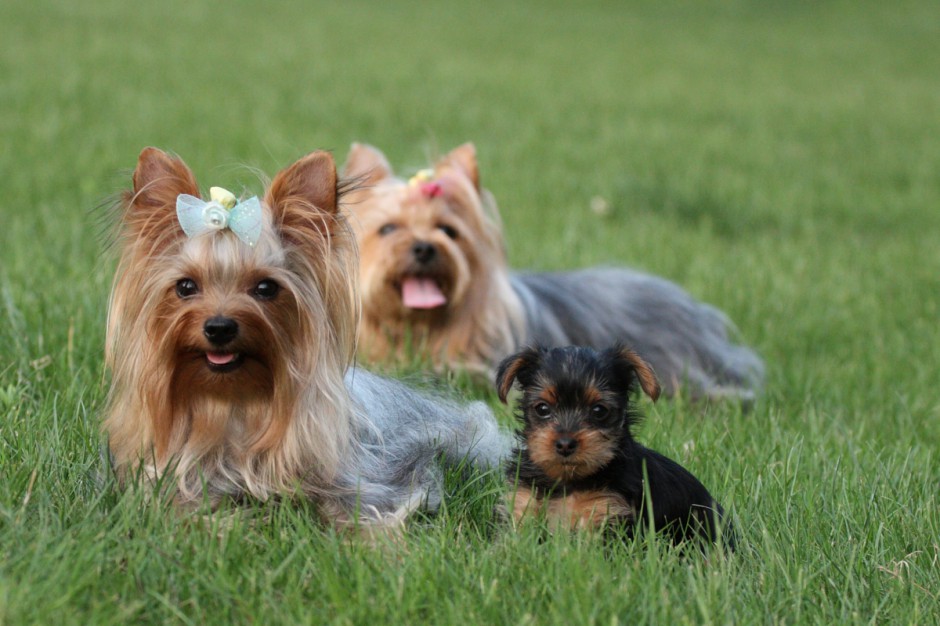 点击大图看下一张：呆萌迷人的狗狗约克夏图片