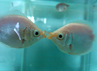 接吻鱼唯美图片可爱至极