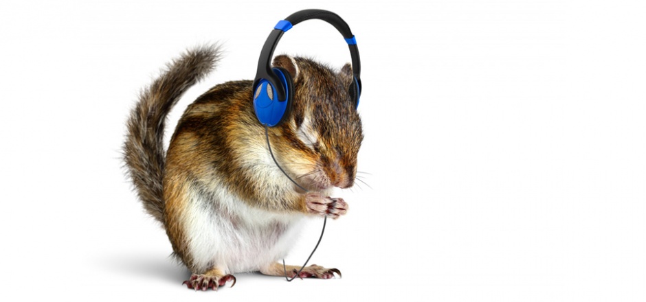 点击大图看下一张：小松鼠动物听音乐的图片