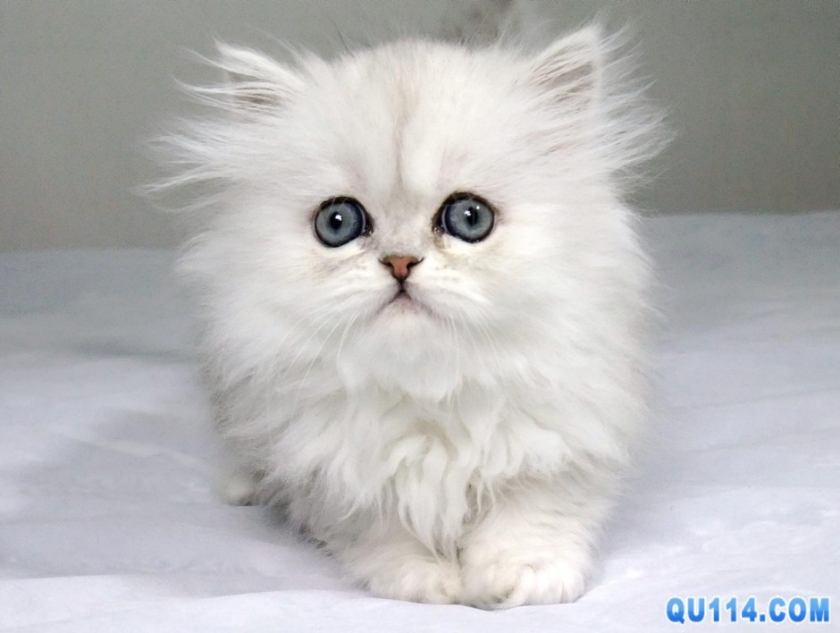 点击大图看下一张：白色小波斯猫图片大全可爱