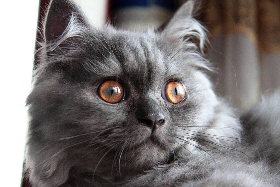 点击大图看下一张：表情呆萌无辜的极品金吉拉猫图片