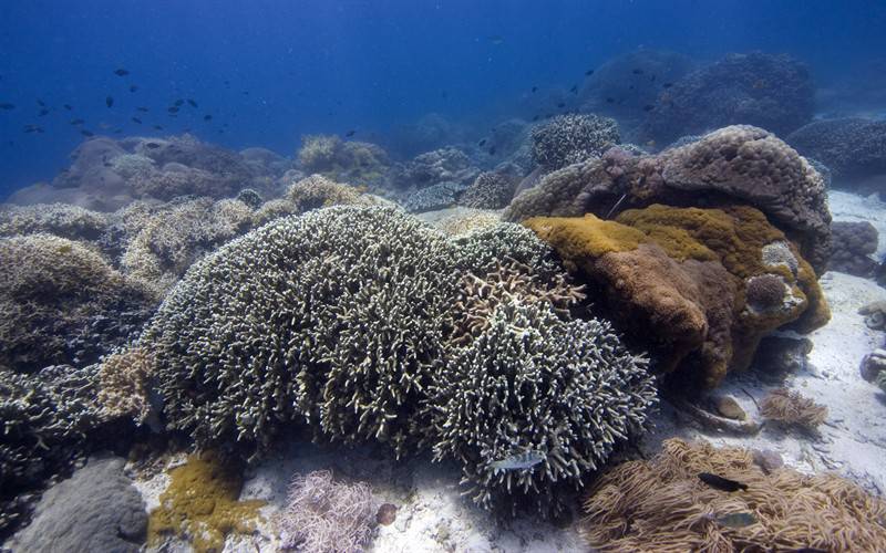 点击大图看下一张：海葵珊瑚海底世界生物组图
