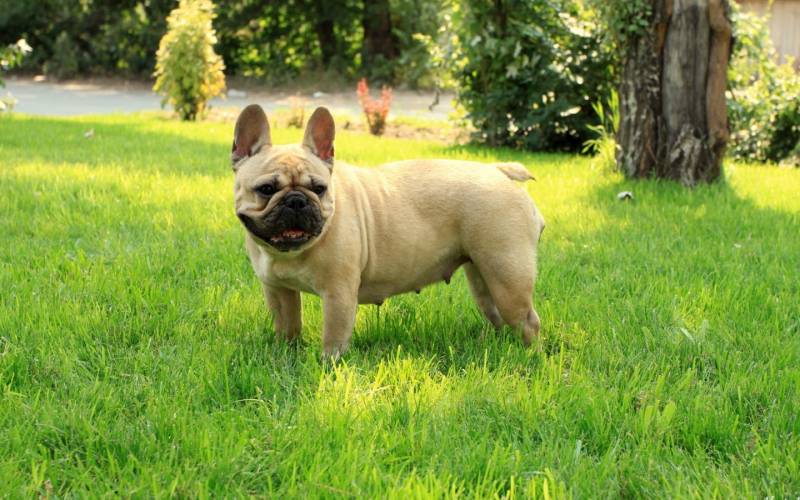 点击大图看下一张：超囧的法国斗牛犬动物高清图片
