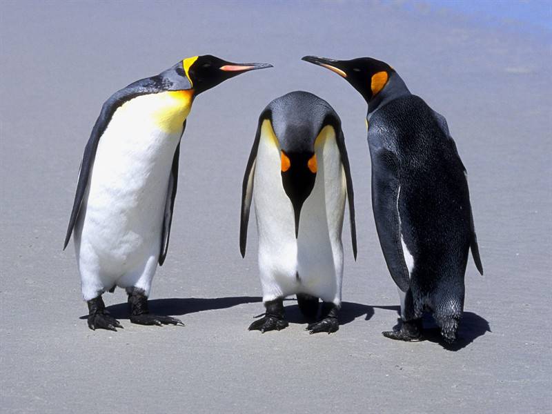 点击大图看下一张：企鹅雪狐野生动物图片合集