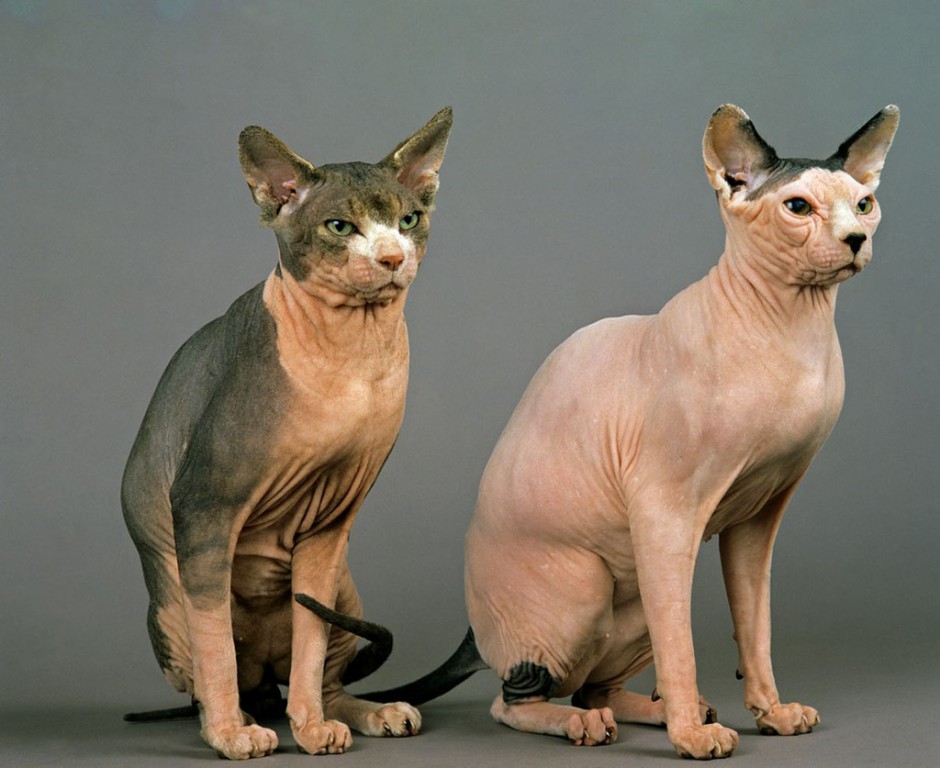 点击大图看下一张：斯芬克斯猫身材结实健壮图片