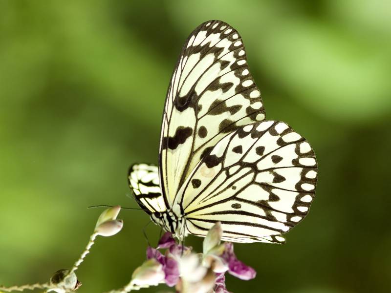 点击大图看下一张：美丽的花蝴蝶高清动物图片
