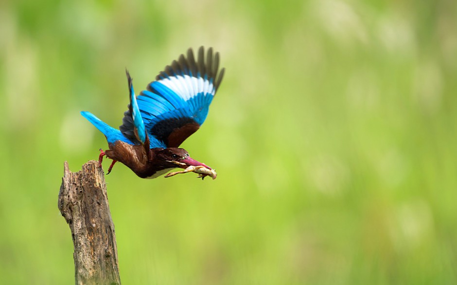 点击大图看下一张：我国珍稀鸟类荆棘鸟的图片