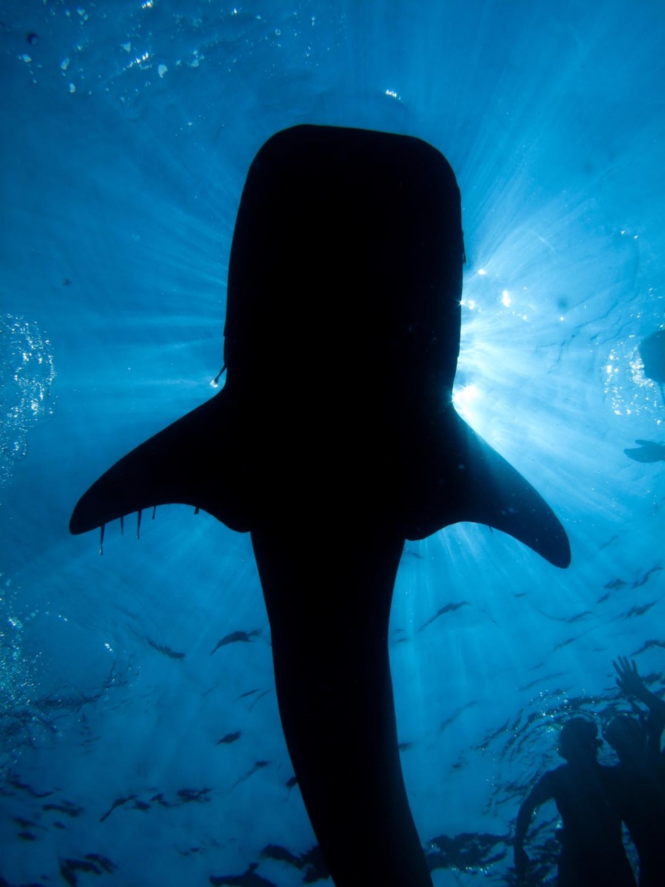 点击大图看下一张：海底凶猛的鲨鱼图片