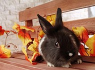 可爱温顺的小兔子图片大全