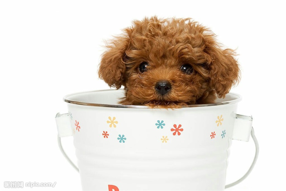 点击大图看下一张：超萌可爱的茶杯犬图片欣赏
