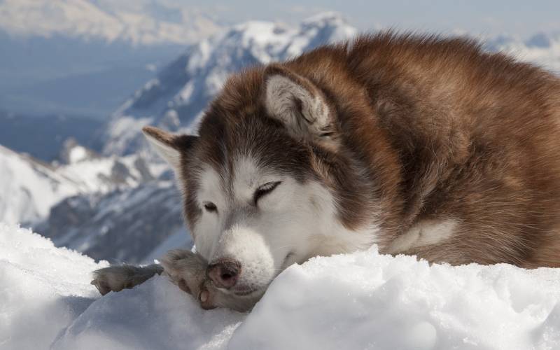 点击大图看下一张：阿拉斯雪橇犬雪地里睡觉图片