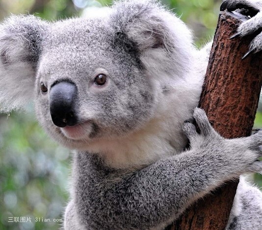 点击大图看下一张：考拉图片大全 澳大利亚树袋熊考拉