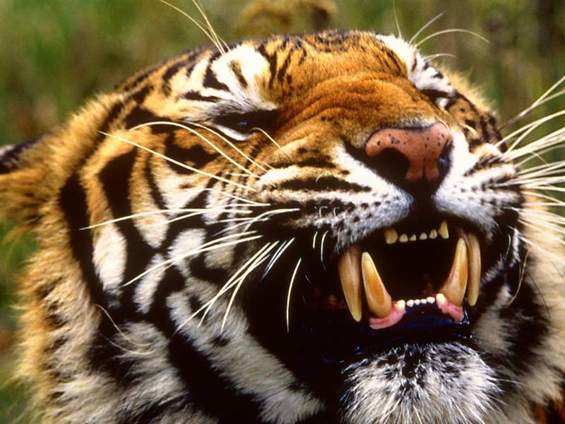 点击大图看下一张：生猛老虎高清食肉动物图片