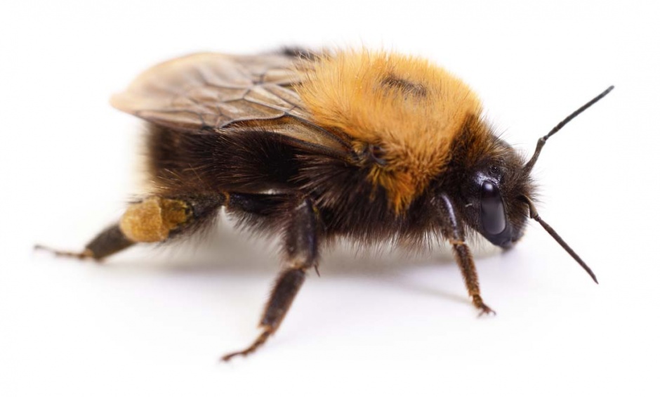 点击大图看下一张：可爱的蜜蜂高清图片素材