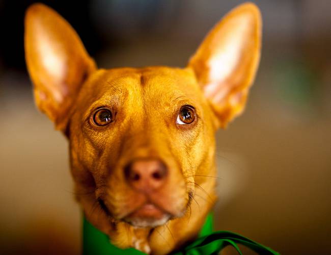 点击大图看下一张：警惕而活跃的法老王猎犬图片