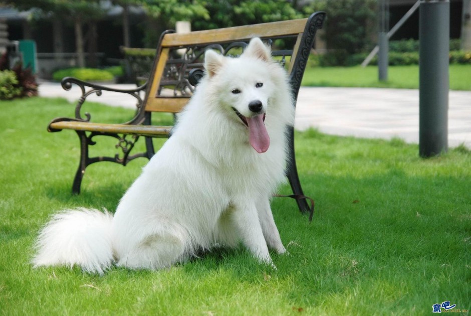 点击大图看下一张：萨摩耶犬可爱顽皮图片