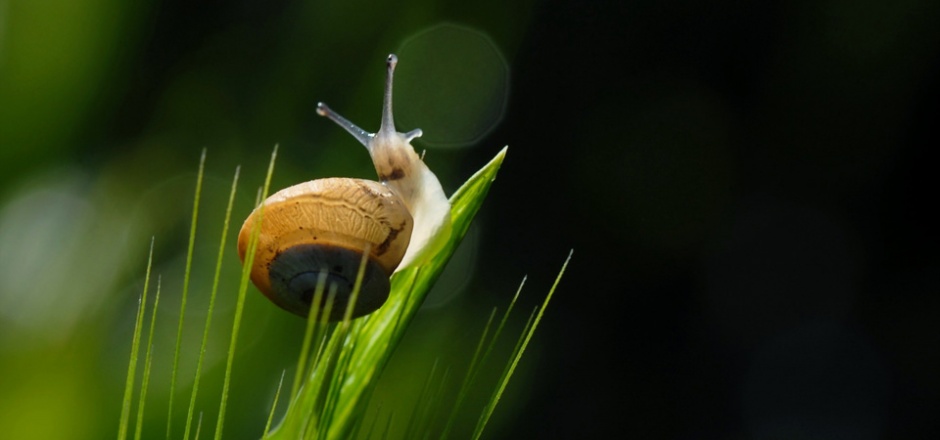 点击大图看下一张：清晨可爱的蜗牛图片