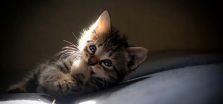 点击大图看下一张：阳光下超萌的小猫图片