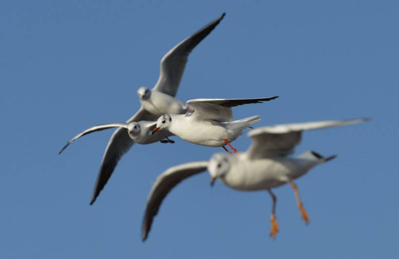 点击大图看下一张：红嘴海鸥天空自由翱翔图片