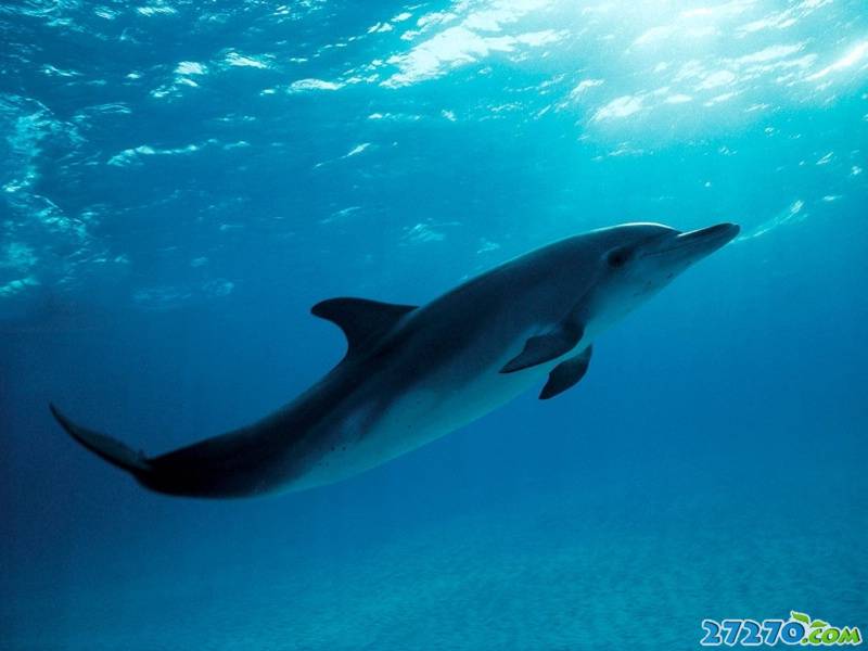 点击大图看下一张：海洋精灵 海豚