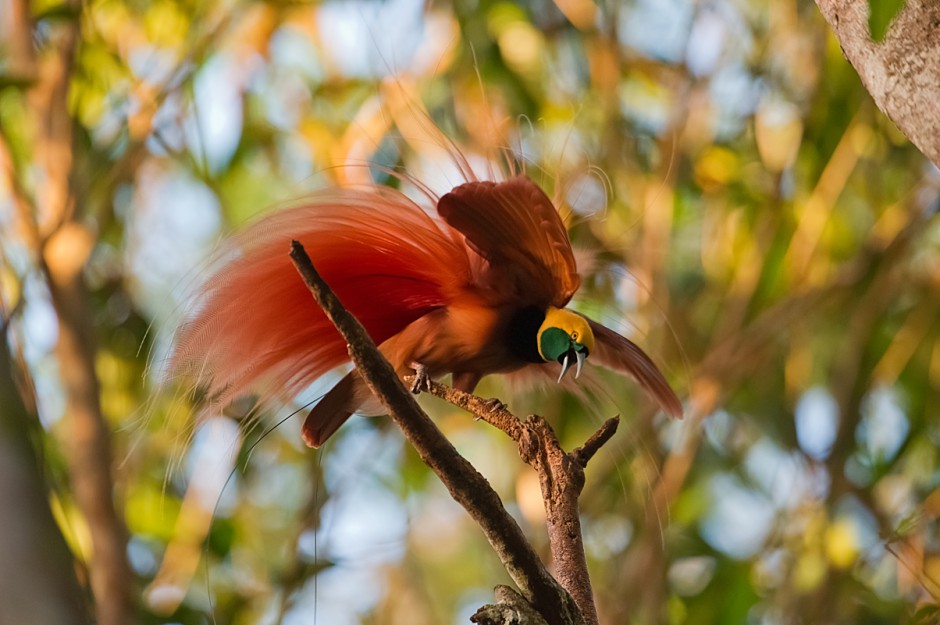 点击大图看下一张：树枝上红色天堂鸟的图片