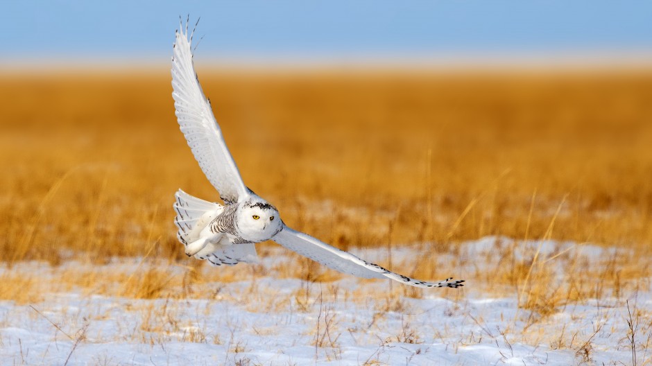 点击大图看下一张：展翅高飞的纯白色雪鸮图片