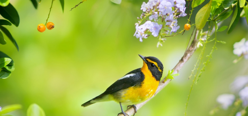 点击大图看下一张：春天的鸟类动物摄影图片